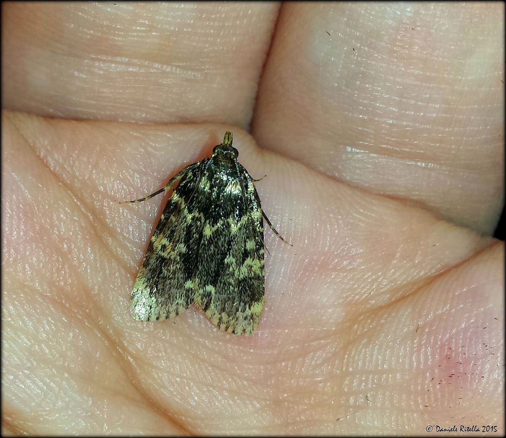 Richiesta id. lepidottero notturno - Aglossa caprealis